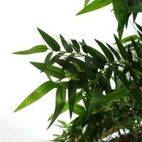 Artificial Oriental Bamboo Plant 120Cm - Realistic Plant By Botanik, Green