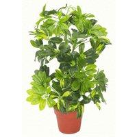 Artificial Plant Umbrella Tree Gold Capella Deluxe 75Cm Schefflera Arboricola Botanik, Green