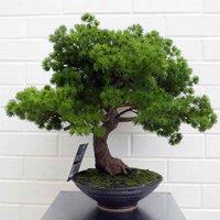 Artificial Bonsai Tree Pine Bonsai 50Cm Leaf Design UK Trees Realistic Plant Botanik, Green