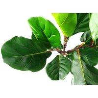 Artificial Plant Fiddle Fig Tree Plant Fiddle Fig 60Cm 2Ft Trees Realistic Plant Botanik, Green