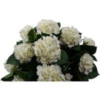 Artificial White Hydrangea Plant Potted 70Cm Bush Botanik, White