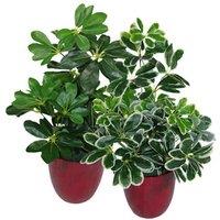 Leaf Artificial Arboricola Plant Umbrella Tree, Green