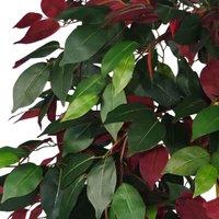 Leaf 120Cm 4Ft Artificial Capensia Tree Ficus Plant - Extra Large, Red