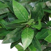 Leaf Pair Of 90Cm 3Ft Plain Stem Artificial Topiary Bay Laurel Ball Trees, Green