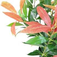 Leaf 80Cm Artificial Red And Green Ficus Plant, Red