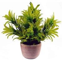 Leaf 22Cm Honey Plant Light Green In Terracotta Pot, Yellow