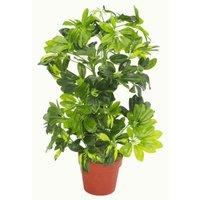 Leaf Artificial Arboricola Plant 75Cm Golden Capella, Green