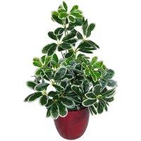 Leaf 55Cm Variegated Artificial Schefflera Arboricola Plant, Green