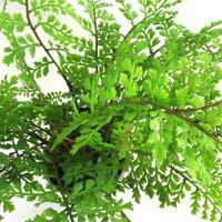Leaf 30Cm Artificial Potted Royal Fern, Green