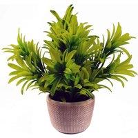 Leaf 22Cm Foliage Honey Plant Light Green In Terracotta Pot, Yellow