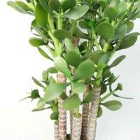 Leaf Green Jade Plant 75Cm Extra Large Realistic, Green
