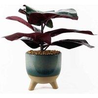 Leaf 35Cm Artificial Ficus Plant With Teal Blue Green Ceramic Planter, Blue