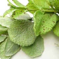 Artificial 125Cm Hanging Trailing Mint Leaf Garland Plant, Green