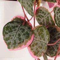 Leaf 90Cm Artificial Potted Hanging Trailing Pink Plant - String Of Hearts, Pink