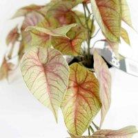 Leaf 30Cm Artificial Pink Caladium Potted Trailing Plant, Pink