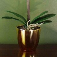 Leaf 46Cm Artificial Orchid White Gold, White