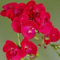 Leaf 50Cm Phalaenopsis Orchid Artificial - Red Leopard - Gold Pot, Red