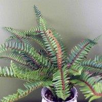 Leaf 40Cm Artificial Bushy Fern Potted In Decorative Planter, Green