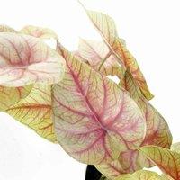 Leaf 30Cm Artificial Pink Caladium Potted Trailing Plant Realistic, Green
