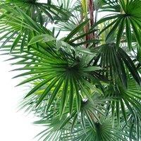 Leaf 120Cm Raphis Palm Artificial, Green