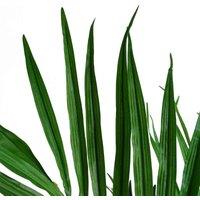 Leaf 130Cm Kentia Palm Artificial Tree, Green