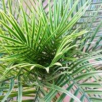 Leaf 120Cm Cycas Palm Tree Uv Resistant Outdoor, Green