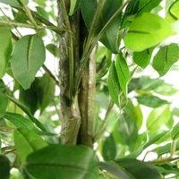 Leaf Artificial Ficus Tree Realistic - Huge 180Cm 6Ft, Green