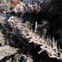 Samuel Alexander 8Ft 240Cm Premier Slim Green Lapland Spruce Snow Flocked Christmas Tree Pe Pvc Mixed Branches, Green