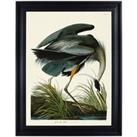 The Art Group John James Audubon (Great Blue Heron) 60x80cm Framed Canvas