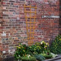 Forest Garden Heavy Duty Fan Trellis 183cm x 66cm (5 Pack) in Golden Brown Timber