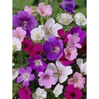 You Garden Hardy Geranium Mixed X 5 Bare Roots