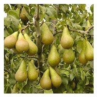 You Garden Pear Conference Tree - 1.4 M Bare Root