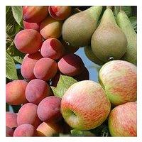 You Garden Mini Orchard Collection - 3 Trees