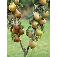 You Garden Duo Pear Tree 2 Varieties On One Tree (1.4M)