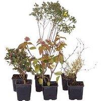 You Garden Evergreen Shrub Collection 6 X 9Cm Pots