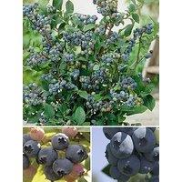 You Garden Blueberry Collection - Pack Of 3 Varieties
