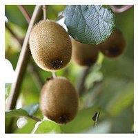 You Garden Self Fertilising Kiwi Bush Jenny 2L Pot