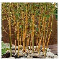 You Garden Yellow Bamboo (3L Pot)