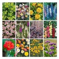 You Garden Hardy Garden Perennial Collection Plug X 24