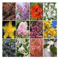 You Garden Hardy Shrub Collection X 12 Bare Root Bushes