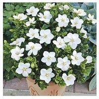 You Garden Hardy Gardenia Kleims Hardy Pack Of 3