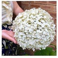 You Garden Tree Hydrangea Incrediball 3L Pot