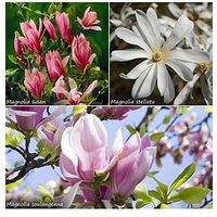 You Garden Fragrant Magnolia Collection 3X 9Cm Potted Plants