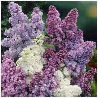 You Garden Fragrant French Lilac Plants Collection - 3 X 9Cm Plants