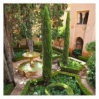 You Garden Pair Of Italian Cypress Trees 0.6-0.9M Tall