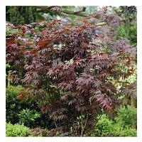You Garden Hardy Acers Collection 3 X 10.5Cm