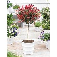 You Garden Photinia Little Red Robin 1M Standard