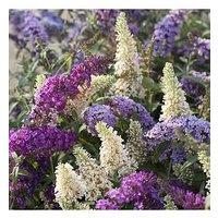 You Garden Buddleia Tricolour Plant In 2L Pot