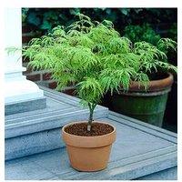 You Garden Acer Palmatum 'Dissectum' 3L