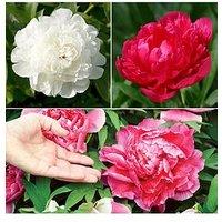 You Garden Hardy Paeony Bushes - Pack Of 3 Bare Root
